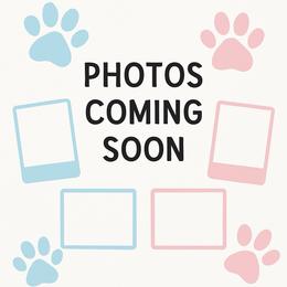 BTF - Black tri female Miniature American Shepherd puppy in Palacios, Texas from Coastal’s Miniature American Shepherds