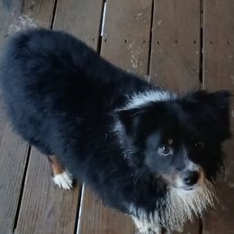 Miniature Australian Shepherds from D & B Aussies