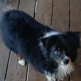 Miniature Australian Shepherds from D & B Aussies