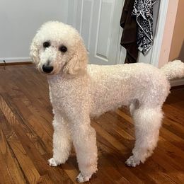 Bellem - Poodle
