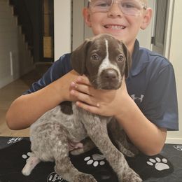 German Shorthaired Pointer Puppies from Bear Creek Pointers