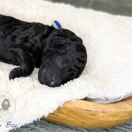 Navy Boy - Black male Goldendoodle puppy in Carthage, Tennessee from Willows Doodles