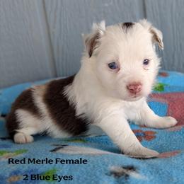 Harissa - Red merle female Toy Australian Shepherd puppy in Mountain Home, Idaho from LJK Boxers & Toy Aussies