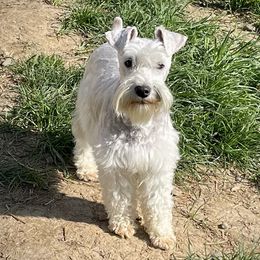 Maggie - Miniature Schnauzer
