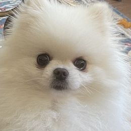 Pomeranian Puppies from Sparkle Plenty Poms