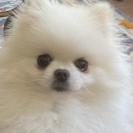 Pomeranian Puppies from Sparkle Plenty Poms