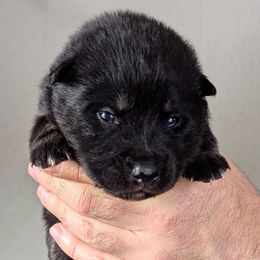 Red Boy - Korppi - Black and tan male Lapponian Herder puppy in Prattsburgh, New York from Maalattu Koirankoppi Lapponian Herders