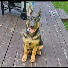 Tessa- ready to home MAINE - Blue female German Shepherd puppy in Buckfield, Maine from Levesques German Shepherds