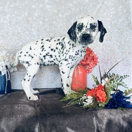 Giggle McDimples - White and black Dalmatian puppy in Motley, Minnesota from Dynasty Paws