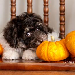 Cinderella - Brown female Schnoodle puppy in Grove, Oklahoma from Grand Lake Poodles & Doodles