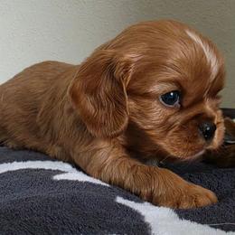 Randy - Ruby male Cavalier King Charles Spaniel puppy in Wapello, Iowa from Willow Rayne shelties and more