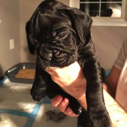 Boxer Puppies from Haus Tschiderer boxers
