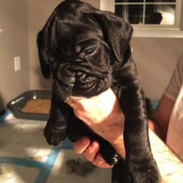 Boxer Puppies from Haus Tschiderer boxers