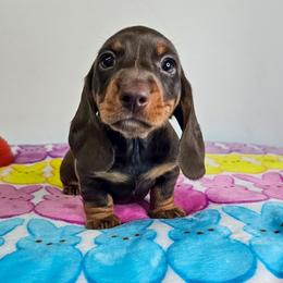 Chocolate and tan male - Chocolate and tan male Dachshund puppy in Belle Rive, Illinois from Akin's Miniature Dachshunds, LLC