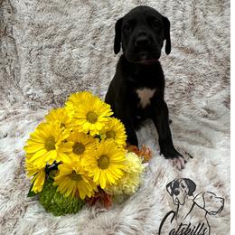 Great Dane Puppies from Catskills Greatest Danes