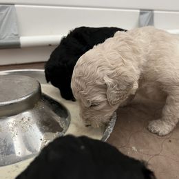 Poodle Puppies from Tyler Family Poodles