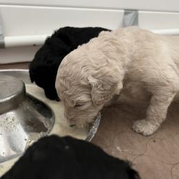 Poodle Puppies from Tyler Family Poodles