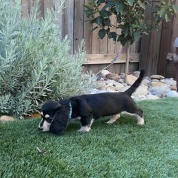 Dachshund Puppies from Delta Dachshunds
