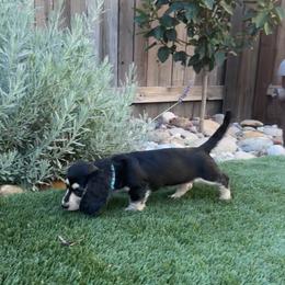 Dachshund Puppies from Delta Dachshunds