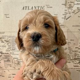 Teal - Apricot male Goldendoodle puppy in El Cajon, California from Golden Liberty Doodles