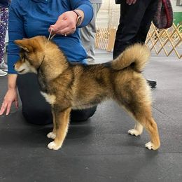 Shiba Inu from Kobushi Shiba