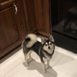DD - Pomsky