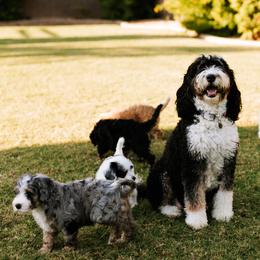 Minnie - Bernedoodle