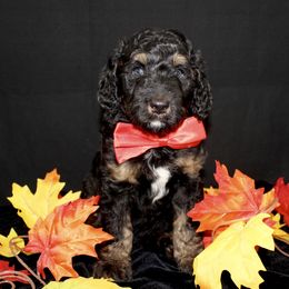 Bernedoodle and Goldendoodle Puppies from Dawg'on Doodles