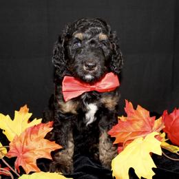 Bernedoodle and Goldendoodle Puppies from Dawg'on Doodles