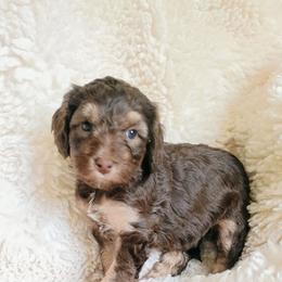 Joy - Tri-color female Bernedoodle puppy in Marion County, Ohio from Hatten Homestead Kennels