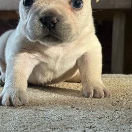 Boy 1 - Cream male French Bulldog puppy in Brooksville, Florida from Post Farm Rottweilers & French Bulldogs