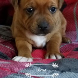 Staffordshire Bull Terrier Puppies from Melissa's Pups