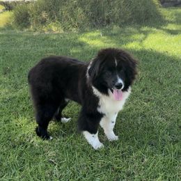 Barry - Black & white Miniature American Shepherd puppy in Kamuela On The Big Island, Hawaii from Royal Hawaiian Aussies LLC
