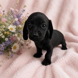 Callie - Black female Dachshund puppy in Augusta, Georgia from Cherokee Hill Dachshunds