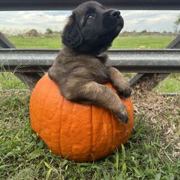 Leonberger Puppies from Magnolia Leos