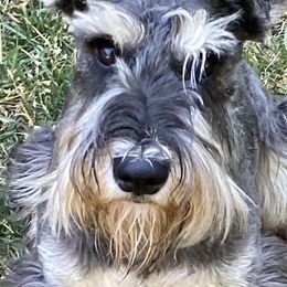 Dakota - Salt and pepper Miniature Schnauzer puppy in Summit County, Utah from Del Sol Miniature Schnauzers
