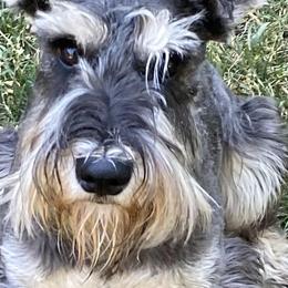 Dakota - Salt and pepper Miniature Schnauzer puppy in Summit County, Utah from Del Sol Miniature Schnauzers