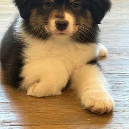 Intrigue - Black tri-color male Australian Shepherd puppy in Watkins, Colorado from FoxRest Australian Shepherds