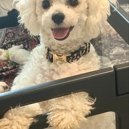 Violet - Bichon Frise