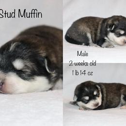 Stud Muffin - Black and white male Pomsky puppy in Denham Springs, Louisiana from Bayouland Pomskies