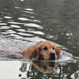 Golden Retriever Puppies from Stackhouse Family Farm