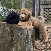 Whoodle Puppies from RockyRiverPups