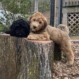 Whoodle Puppies from RockyRiverPups