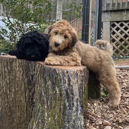 Whoodle Puppies from RockyRiverPups