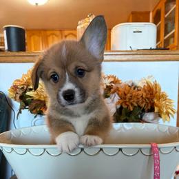 Wren The Walrus- Pink Collar - Red female Pembroke Welsh Corgi puppy in Olathe, Colorado from Rocking LJ Breeding
