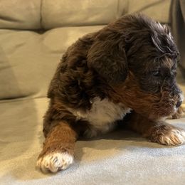 Bernedoodle Puppies from Bernied00dle Love