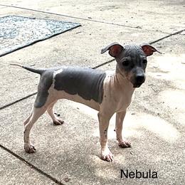 Nebula - Black tan and white female American Hairless Terrier puppy in Buckingham, Illinois from Gaus Hof