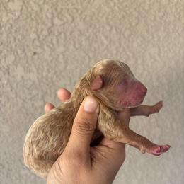 Apricot Boy - Apricot male Aussiedoodle puppy in Spring Hill, Florida from Pawprint Dreams Boarding and Kennel