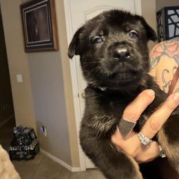 U2 - Bi-color male German Shepherd puppy in Surprise, Arizona from Vom Wustefeuer German Shepherds