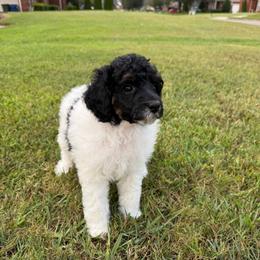 Red collar - Black male Poodle puppy in Huntsville, Alabama from Flint River Poodles